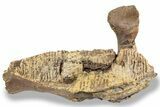 Fossil Hadrosaur (Edmontosaurus) Mandible - South Dakota #242455-5